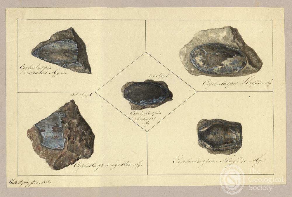 Cephalaspis studies by Cecile Agassiz