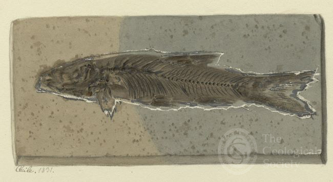 Watercolour of Tinca leptosoma Agassiz by Cecile Agassiz