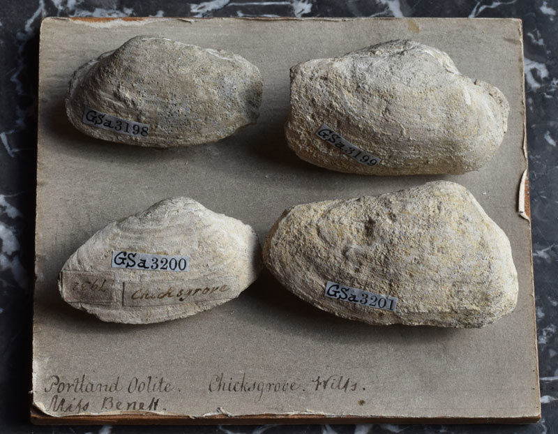 Photograph of the fossils Pleuromya Uniformis (BGS ref GSa 3198 3201 )