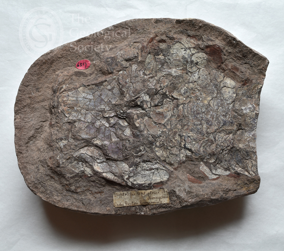 Geol Soc Coll 6517 Glyptolepis Leptoperus 1 