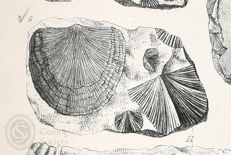 Orthis Actoniae, Silurian System (1839), Pl 20 Fig 6