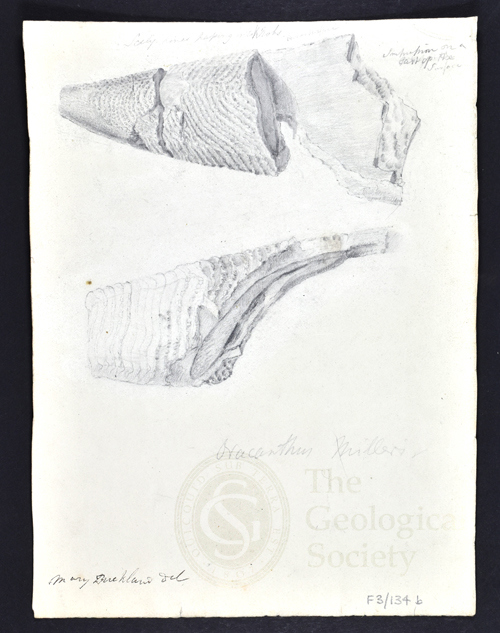 Spines from Oracanthus milleri by Mary Buckland