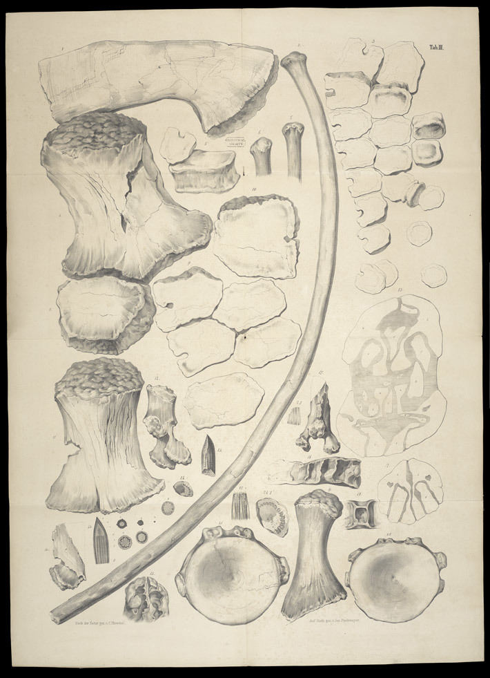 Plate 3 from 'Beschreibung des kolossalen Ichthyosaurus trigonodon' 