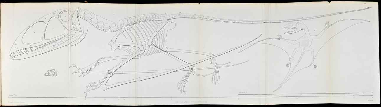 Reconstruction of the skeleton of Dimorphodon macronyx by Richard Owen