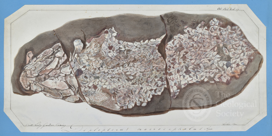 Watercolour of Diplopterus macrocephalus Agassiz by Jacques Bourkardt, 1841. 