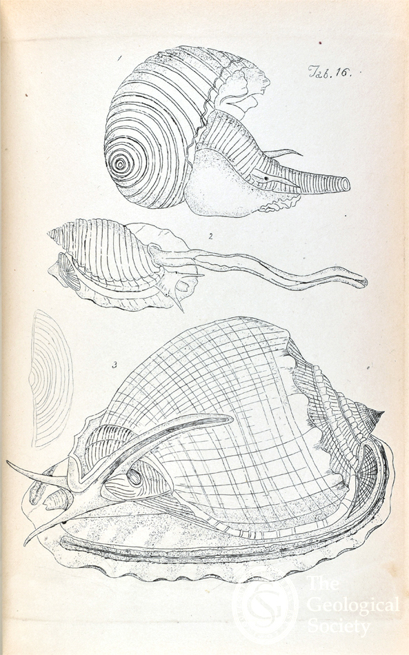 Sea snails from 'Figures of molluscous animals, selected from various authors', Tab 16