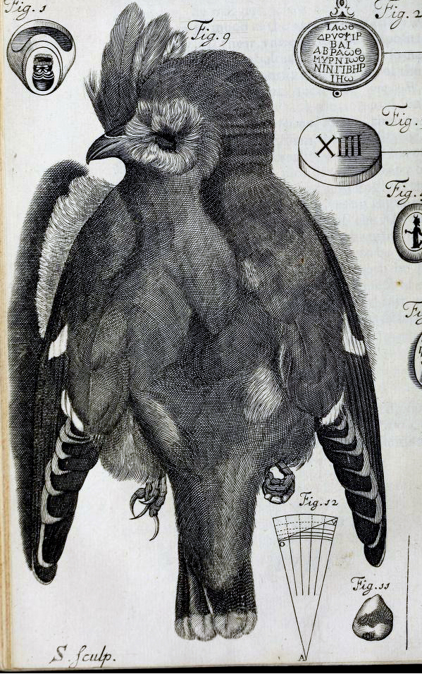 Silk tailed bird by Susanna Lister