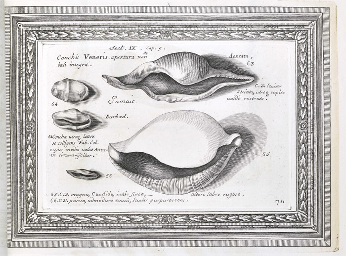 Plate 711 Bulla