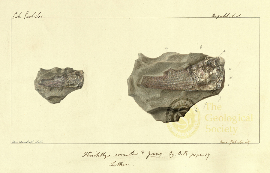 Pterichthys cornutus by Joseph Dinkel