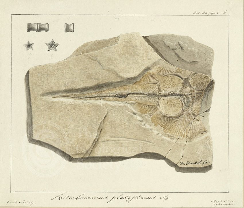 Watercolour of Asterodermus platypterus Agassiz, by Joseph Dinkel, [1834-1836]