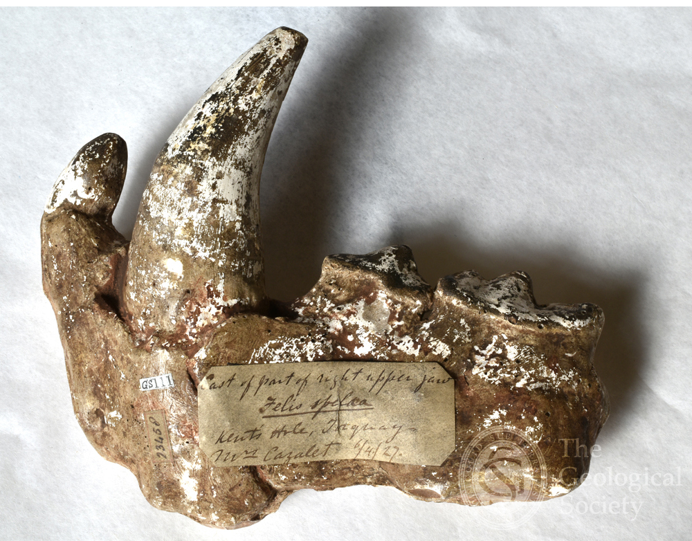 Cast of a cave lion jaw (BGS ref: GS 111)