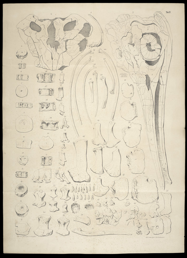 Plate 4 from 'Beschreibung des kolossalen Ichthyosaurus trigonodon' 