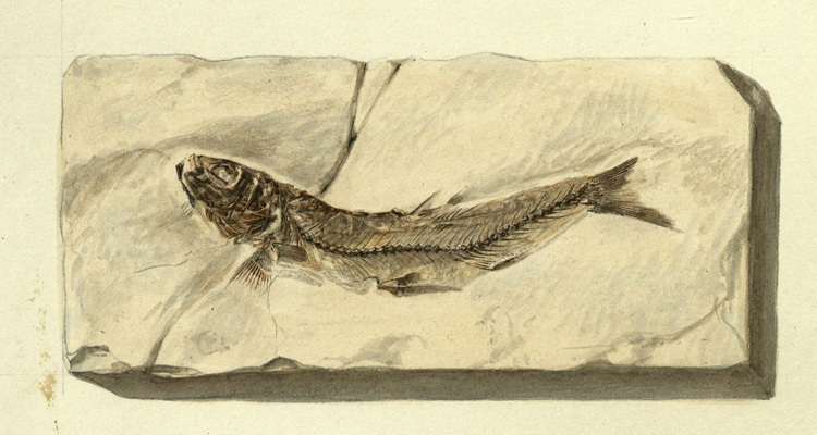 Leptolepis constrictus Egerton from Charles Moore's collection