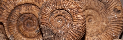 A collection of brown ammonite fossils