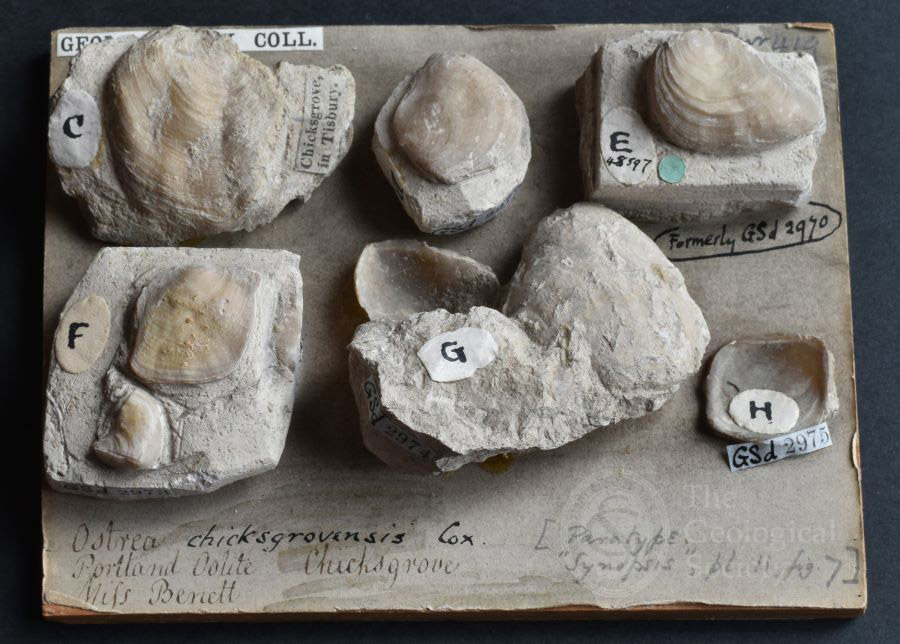 Ostrea chicksgrovensis collected by Etheldred Benett