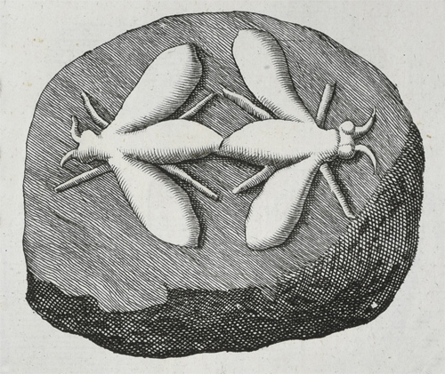 Copulating insects.jpg