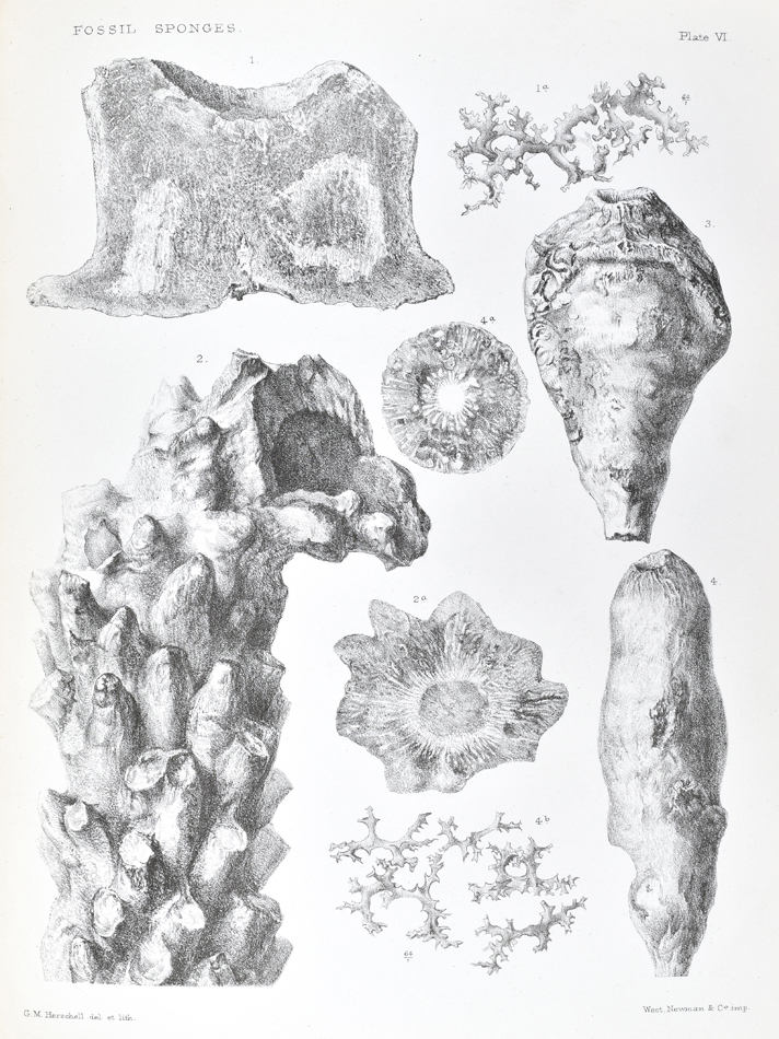 Lithograph of fossil sponges from George Hinde's 'Catalogue of the fossil sponges in the Geological Department of the British Museum'