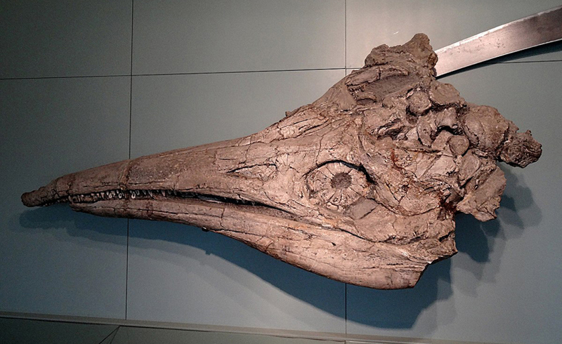 Leptopterygius trigonodon at Banz Museum