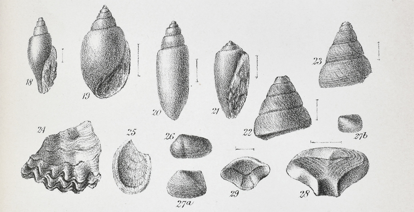 Rhaetic Fossils found by Charles Moore, QJGS 17 1861