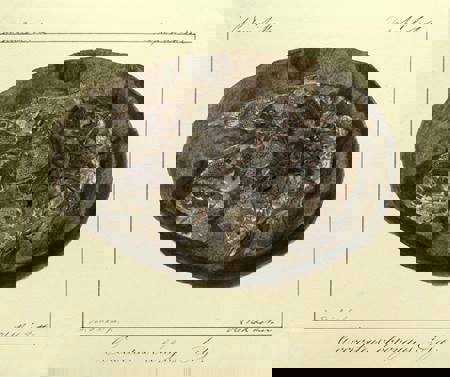 19th Century drawing of Fossil Fish Coccosteus, showing intricate scales
