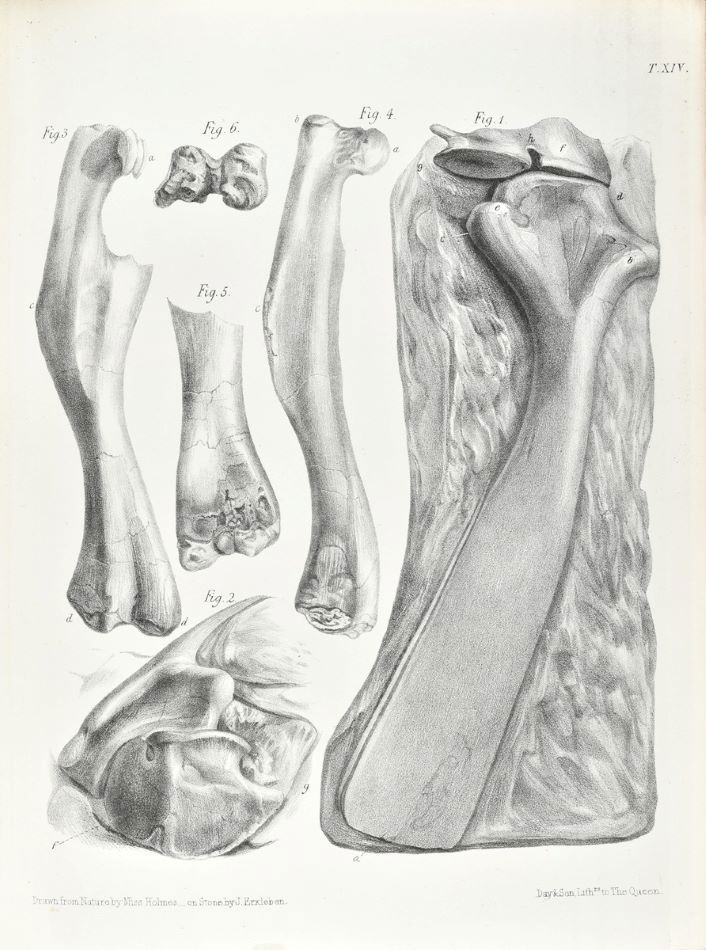 Tab 14 Owen Wealden Reptiles, Iguandon humerus