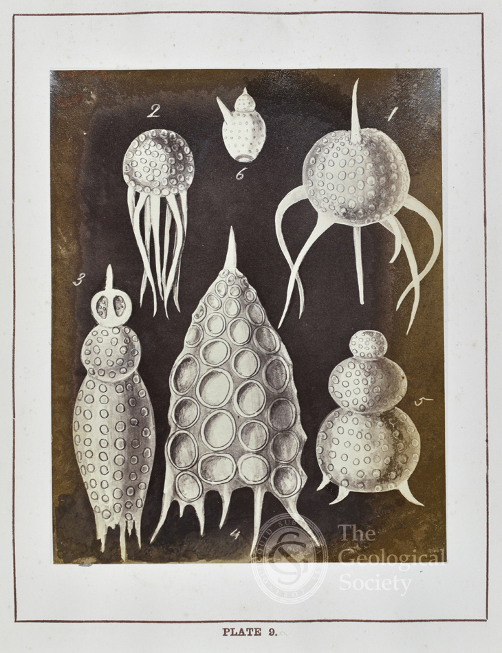 Plate 9 from 'Figures of remarkable forms of polycystins' (1862)
