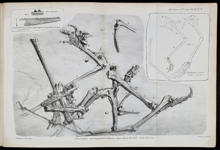 Lithograph of the incomplete pterosaur fossil found by Mary Anning in December 1828.