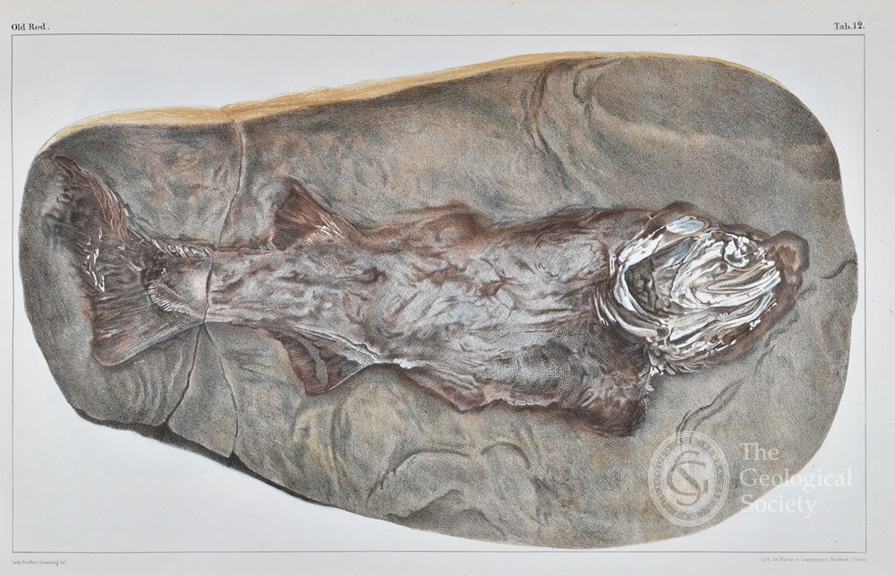 Fish fossil coloured lithograph