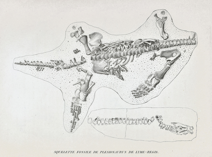 Incomplete skeleton of a plesiosaur purchased for Georges Cuvier