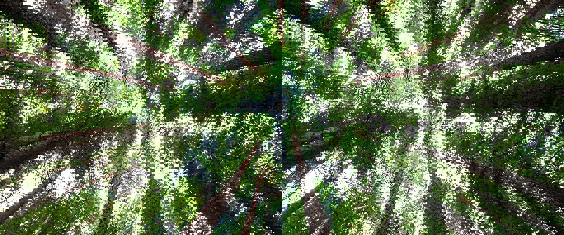 Looking up to the sky through a group of trees from the ground