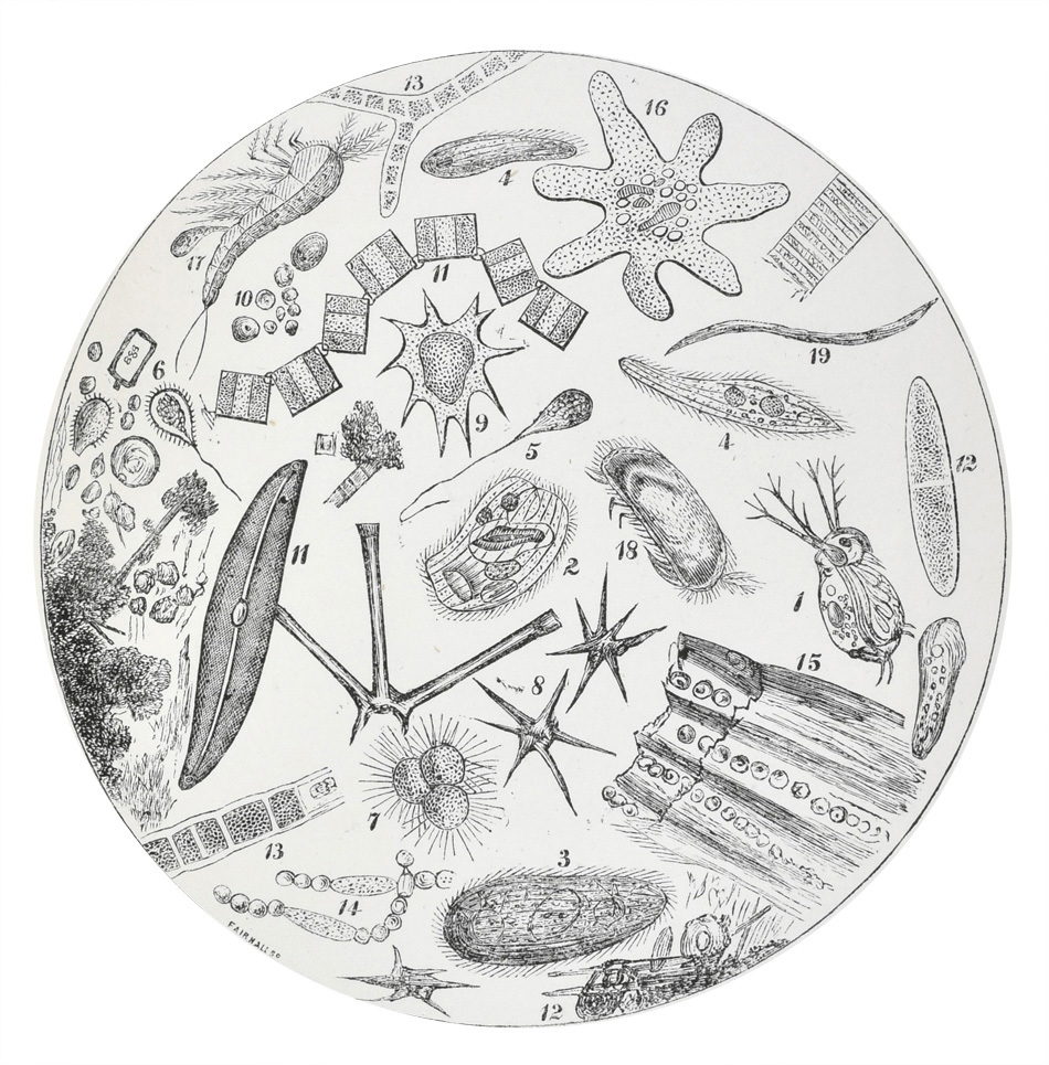 Dugald Campbell, ‘A Microscopical examination of certain waters….’, London: W Trounce (1874)