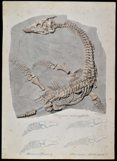 Watercolour of the fossil of Plesiosaur macrocephalus