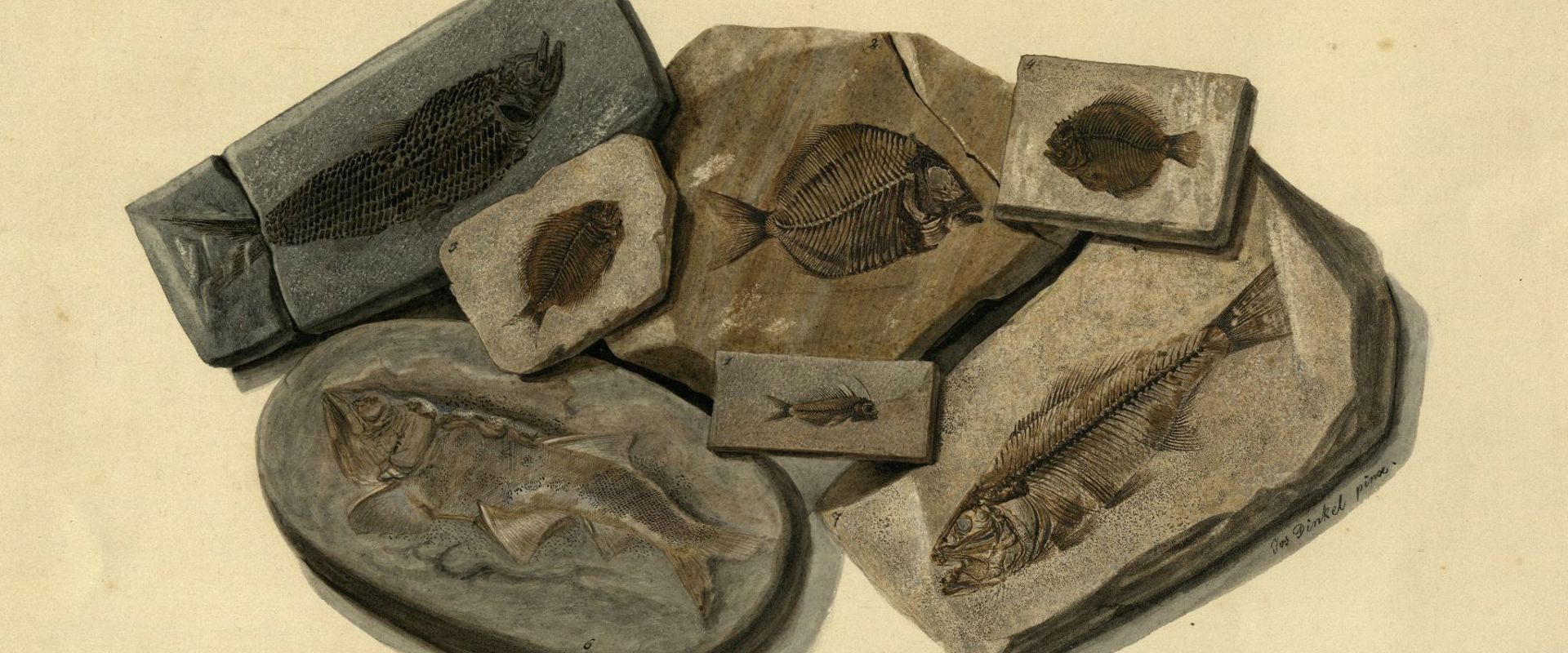 Watercolour of the Egerton fish collection LDGSL/616/2/97