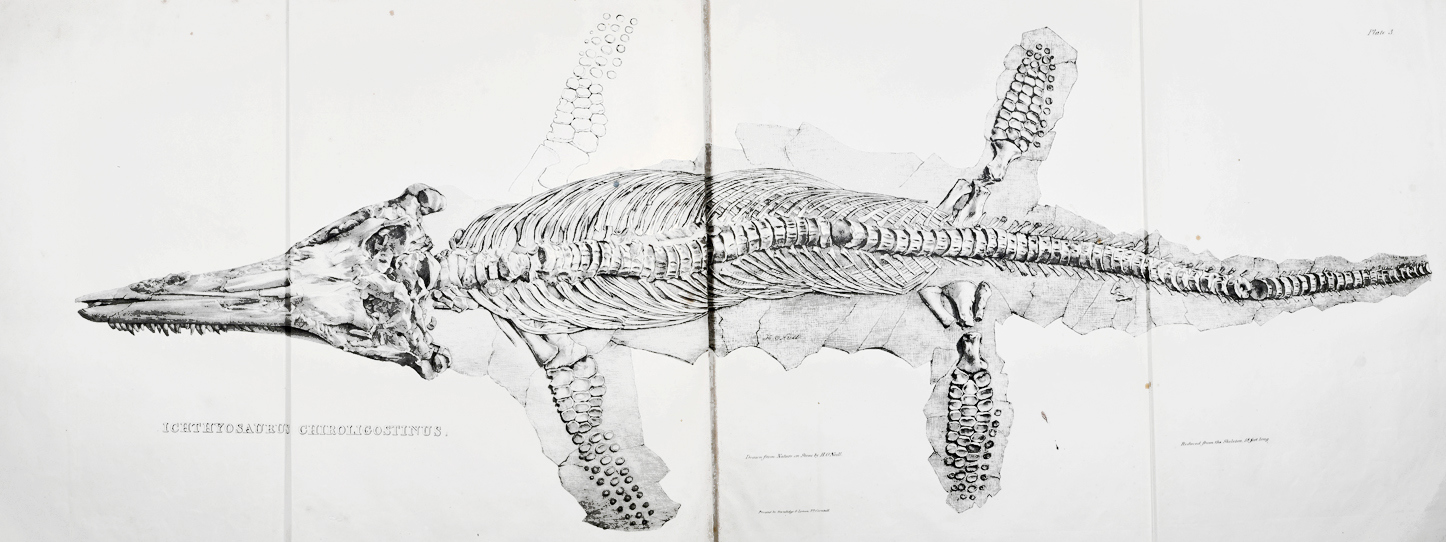 Lithograph of a the fossil  'Ichthyosaurus chiroligostinus'