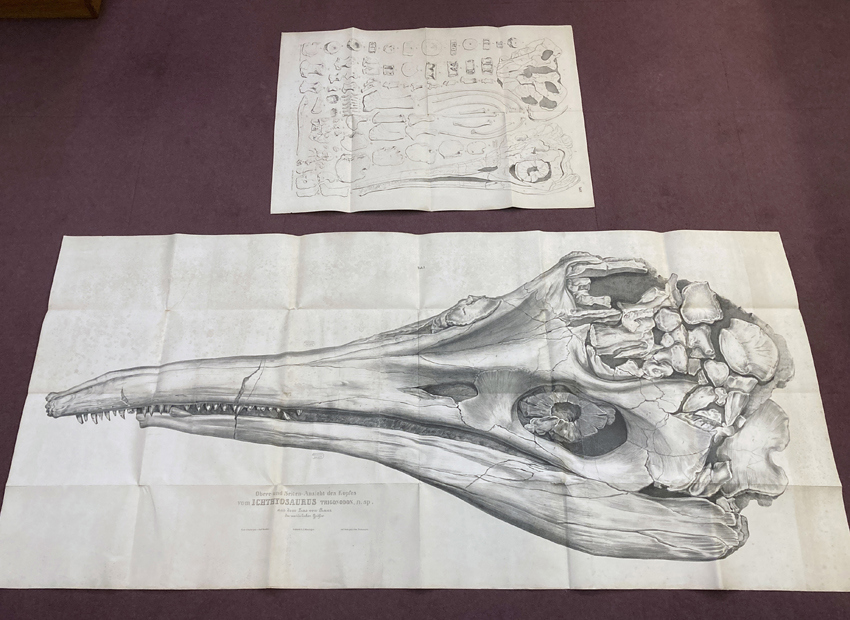 Comparing plates 2 and 4 from 'Beschreibung des kolossalen Ichthyosaurus trigonodon' 