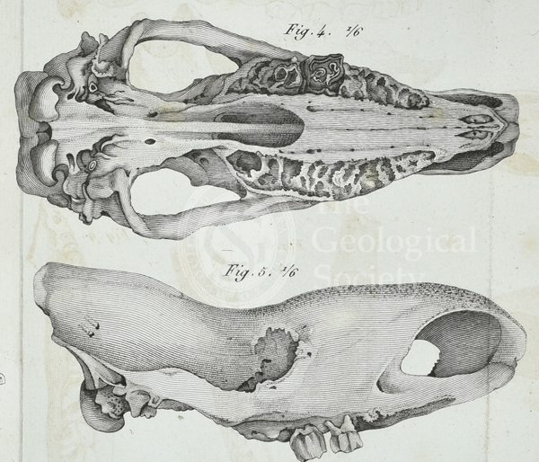Rhinoceros skulls from Cuvier Ossemens Fossiles (1822) Vol 2, Pl 09 