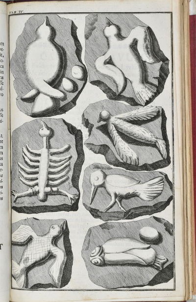 Bird iconoliths from 'Lithographiae Wirceburgensis' (1726)