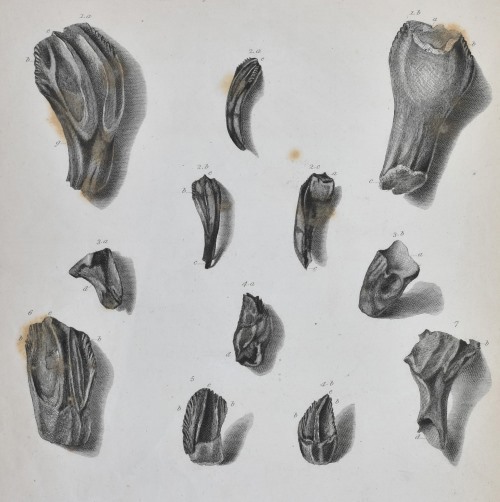 Iguanodon teeth found by Mantell
