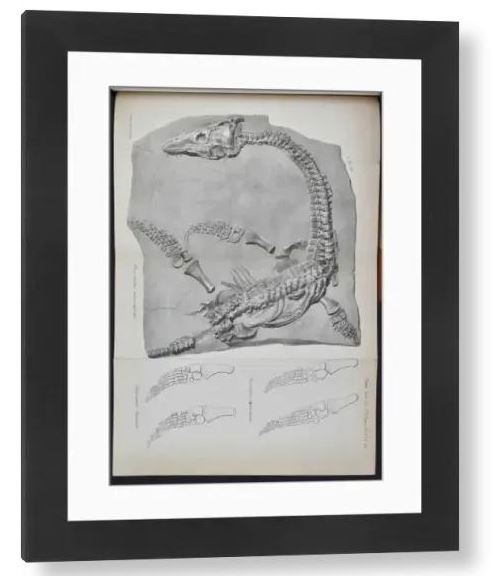 Plesiosaurus Framed